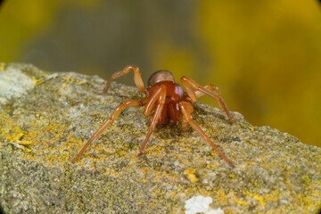 Woodlouse spider, woodlouse hunter, sowbug hunter, Großer Asseljäger, Asselspinne, Dysdera crocata, Dysdera rubicunda Dysderidae. Sassari, Sardegna, Italy..