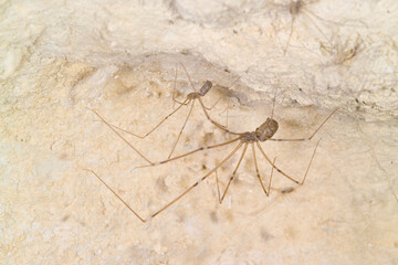 Daddy Longlegs Spider, Holocnemus plochei, hanging upside down in its web in an abandoned building...