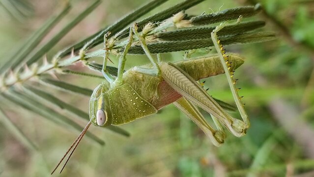 A photo of a green baby grasshopper perched on a thorny leaf branch in the wild.