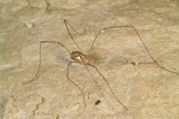 Harvestman, Daddy Longleg (Phalangium opilio), Opilionide. Sardinia, Italy.