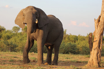Afrikanischer Elefant / African elephant / Loxodonta africana