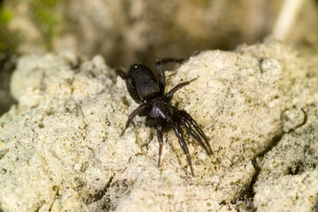 spider on the ground, Small mouse spider (Scotophaeus blackwalli)