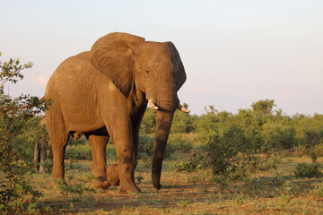 Afrikanischer Elefant / African elephant / Loxodonta africana
