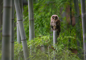 竹林と梟