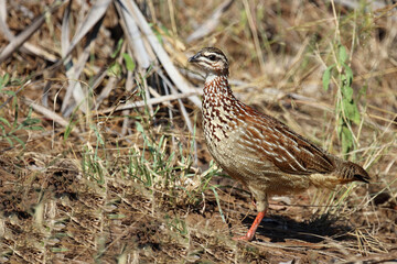 Schopffrankolin / Crested francolin / Dendroperdix sephaena