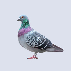 gray pigeon. Decorative print.Vector illustration