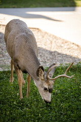 Young white-tailed deer buck on eating on an suburban lawn