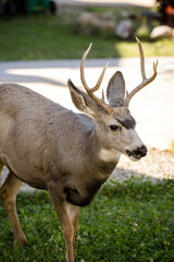 Young white-tailed deer buck on eating on an suburban lawn