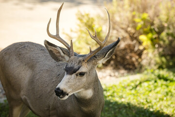 Young white-tailed deer buck on eating on an suburban lawn