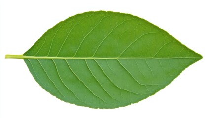 Obraz premium Single Green Leaf Isolated on White Background