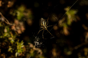 Close-up of banded garden spider weaving a spiderweb