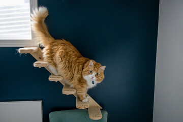 Cute orange and white cat climbing cat stairs on the wall