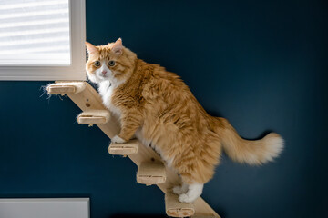 Cute orange and white cat climbing cat stairs on the wall