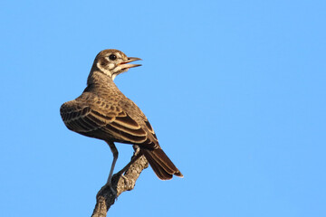 Drossellerche / Dusky lark / Pinarocorys nigricans