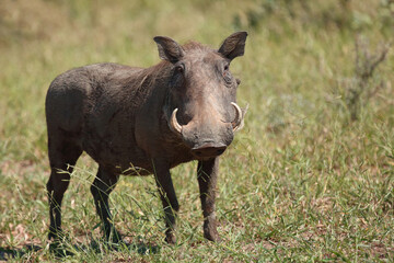 Warzenschwein / Warthog / Phacochoerus africanus..