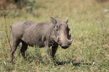 Warzenschwein / Warthog / Phacochoerus africanus..