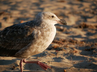 Seagull Walking on Sandy Beach at Sunset