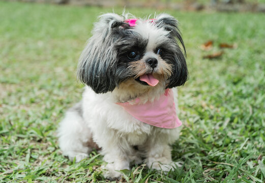 foto de perro shih tzu sentado en el jard&iacute;n - foto de stock 