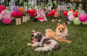 retrato de perro shih tzu y Pomerania de cumpleaños  