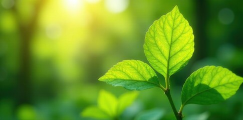 Sunlight filters through suuchiwa-like leaves of a paper plant, photography, paper craft