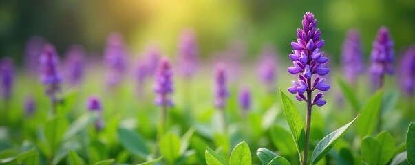 Delicate purple flowers on Bistorta officinalis, flower field, spring color, foliage
