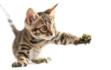 Bengal Kitten Bat on transparent background PNG.