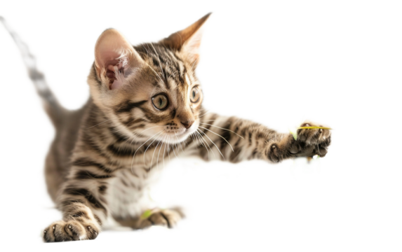 Bengal Kitten Bat on transparent background PNG.