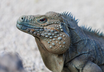 Blue iguana - endangered species, endemic to Grand Cayman, roaming the gardens