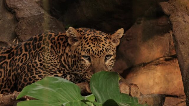 Footage of agressive wild male leopard laying alone on tree in forest. epic shot of a aggressive leopard portrait walking in the forest. Wild big cat in tropical forest of Indonesia. wild animals