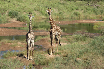 Giraffe / Giraffe / Giraffa camelopardalis