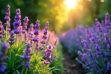 Obraz premium Lavender and greenery in harmony amidst the fading light, serenity, flowers, nature