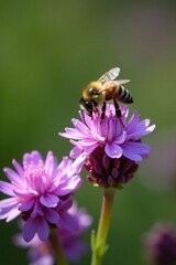Bee landing on purple flowers of Hylotelephium spectabile, pollination, Himalayan saxifrage, fauna