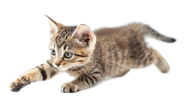 Kitten Chasing Tail on transparent background PNG.