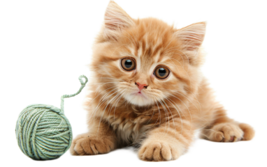 Wide Eyed Kitten on transparent background PNG.