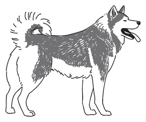 シベリアンハスキーの手書きイラスト