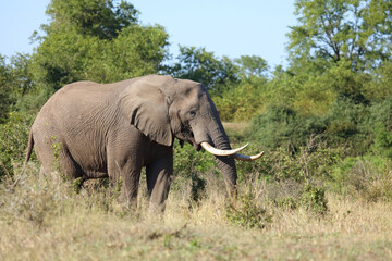 Fototapeta premium Afrikanischer Elefant / African elephant / Loxodonta africana