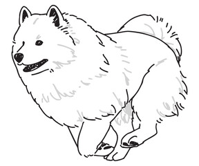 サモエドの手書きイラスト