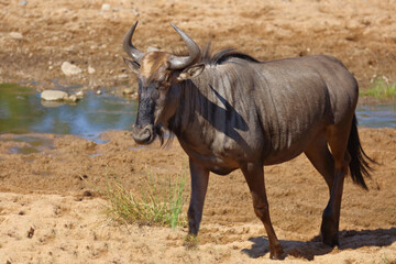 Streifengnu / Blue wildebeest / Connochaetes taurinus