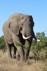 Afrikanischer Elefant / African elephant / Loxodonta africana