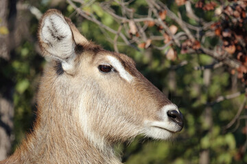 Wasserbock / Waterbuck / Kobus ellipsiprymnus