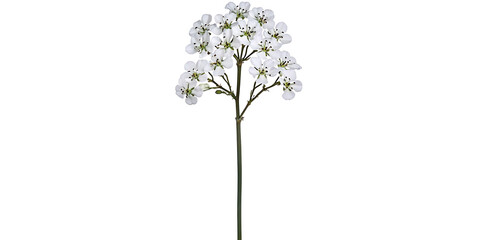 Obraz premium A delicate stem of small white five-petaled flowers with dark centers blooms against a stark white background.