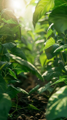 Lush green plants growing in sunlight, creating vibrant atmosphere
