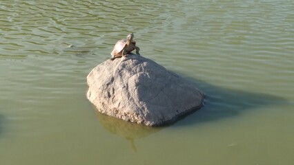turtle on rock in lake, panama rach park