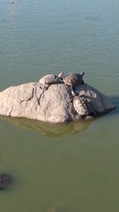 turtle on rock in lake, panama rach park