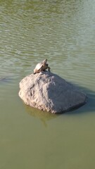 turtle on rock in lake, panama rach park
