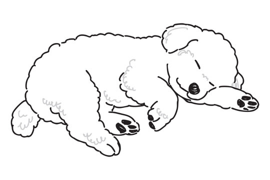 ビションフリーゼの手書きイラスト