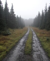 Fototapeta premium Muddy path leads into a foggy forest of evergreens