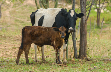 Cow and Calf in the Countryside of Paraíba, Brazil.  Rural Life and Resilience