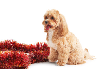 Cute dog and red tinsel on white background