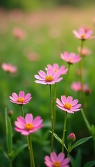 Obraz premium Soft petals of pink wildflowers scattered on a green meadow, wild, scenery